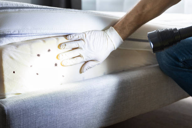 Best Flea Control Services  in Lafayette, GA
